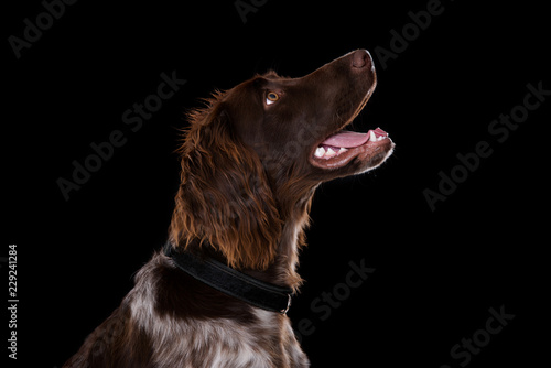 Small munsterlander dog with collar © DoraZett