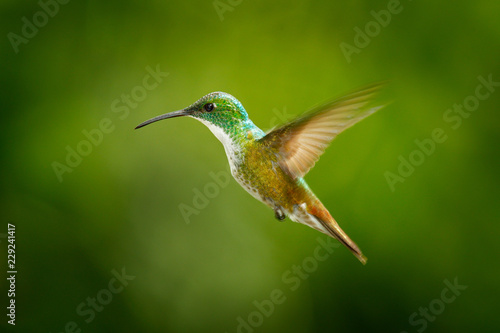 Hummingbird Andean Emerald, Amazilia franciae, with clear green background, Colombia. Beautiful bird from the tropical nature. Bird flight in tropic jungle.