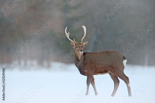 Animal with antlers in the nature habitat, winter scene from Japan. Hokkaido sika deer, Cervus nippon yesoensis, on the snowy meadow. photo