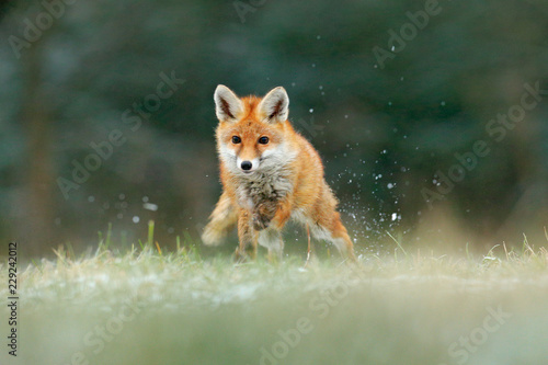 Orange fur coat animal in the nature habitat. Fox on the green forest meadow. Red Fox jumping , Vulpes vulpes, wildlife scene from Europe. Fox running in the snow. © ondrejprosicky