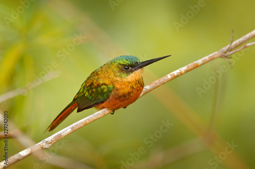 Rufous-tailed Jacamar, Galbula ruficauda, exotic bird sitting on the branch with clear green background on Trinidad and Tobago. Wildlife scene from tropic nature.