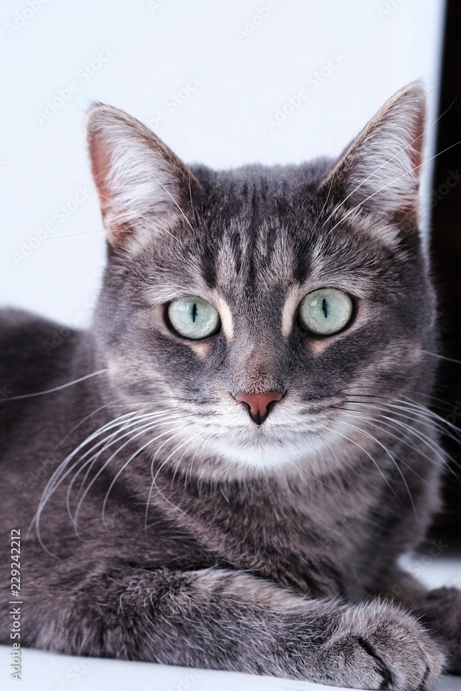 Cute and beautiful gray cat looks into the camera on a white background