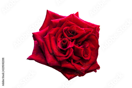 Black Baccara - type of rose on the white background