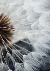 soft dandelion