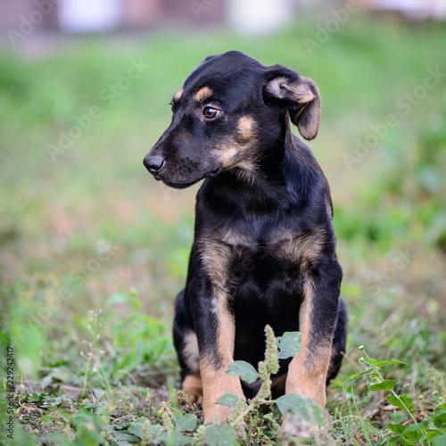 pet portrait puppy half-breed outdoor © inna_astakhova