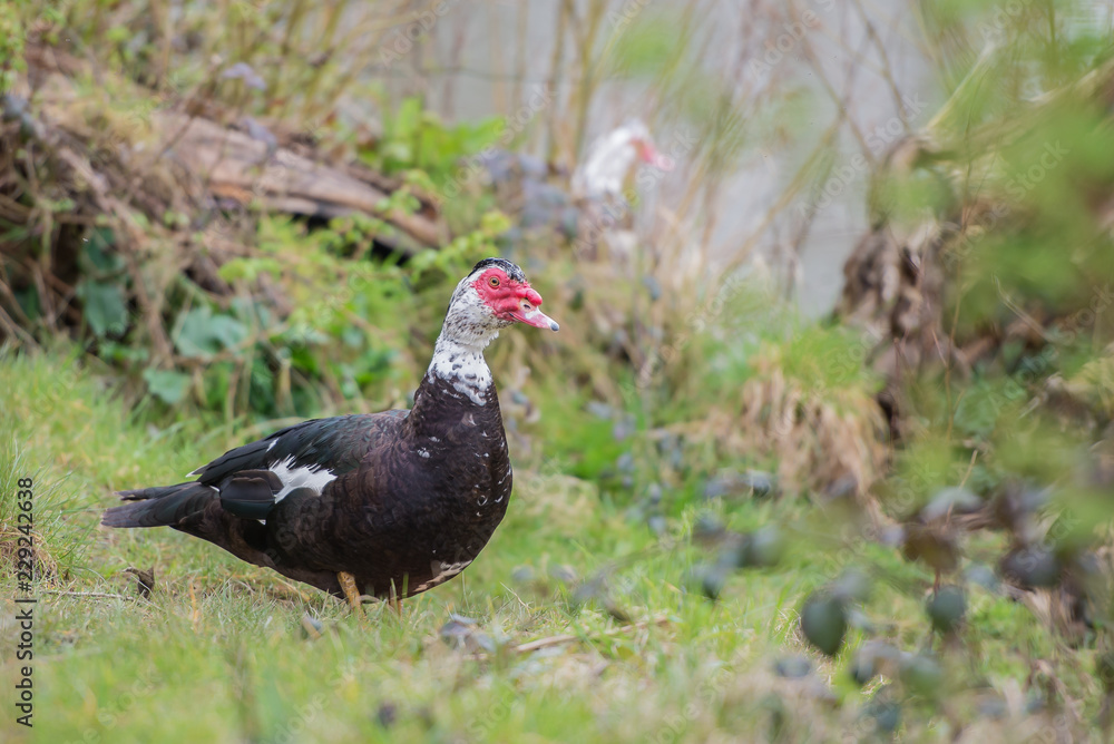 Beautiful male muscovy duck Beautiful male muscovy duck