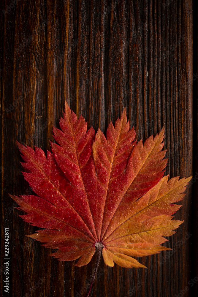 Obraz premium Autumn leaves of japanese palm tree maple on wood texture background