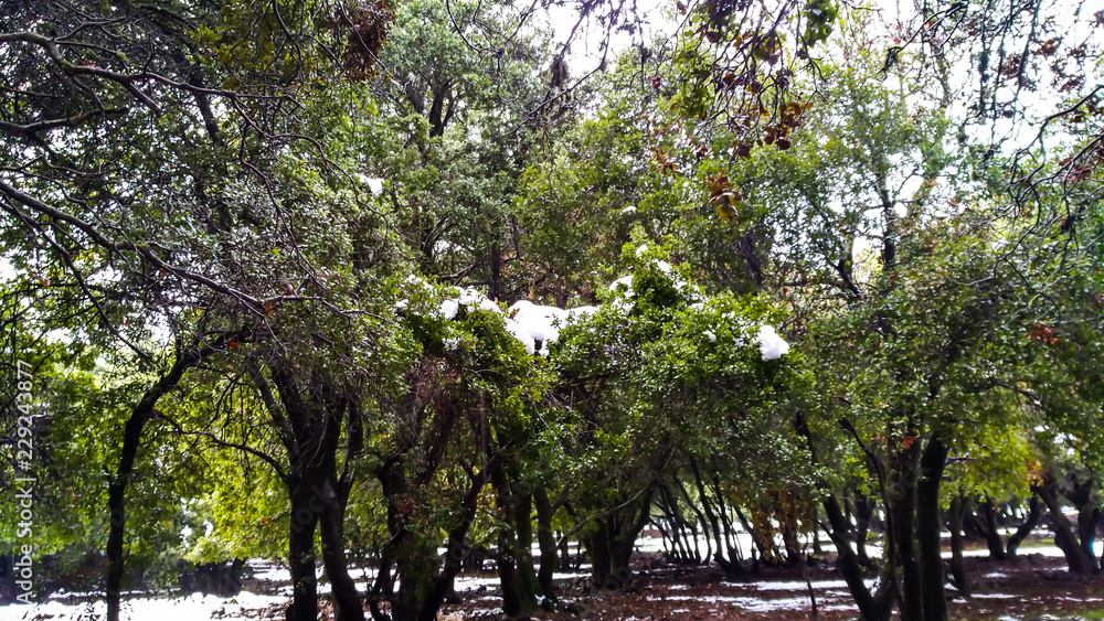 Snow on Green Trees in Odem forest, israel Winter travel photo Snow on Green Trees in Odem forest, israel Winter travel photo