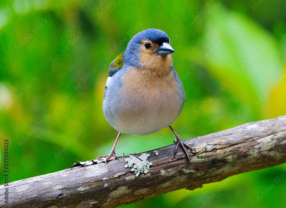 Fototapeta premium Common chaffinch, canariensis group from Madeira. Male