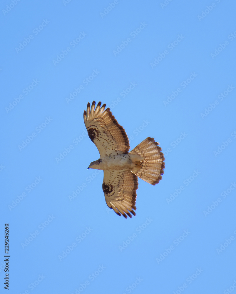 Fototapeta premium Flying Common Buzzard (latin: Buteo buteo). Blue sky in the background