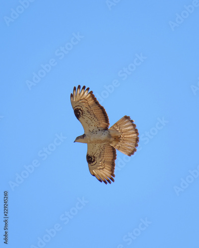 Flying Common Buzzard  latin  Buteo buteo . Blue sky in the background