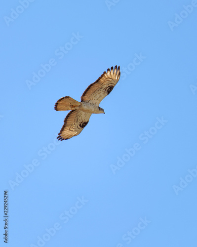 Flying Common Buzzard (latin: Buteo buteo). Blue sky in the background