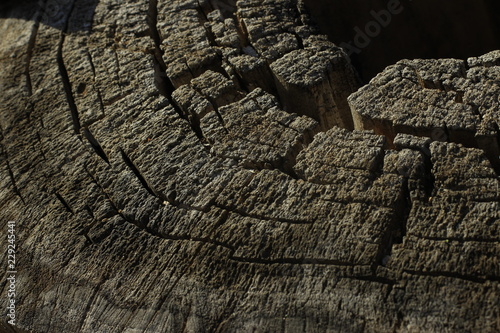 bark, tree, texture, wood, nature, brown, trunk, pattern, forest, old, rough, abstract, oak, plant, closeup, textured, natural, woods, surface, wooden, pine, material, macro
