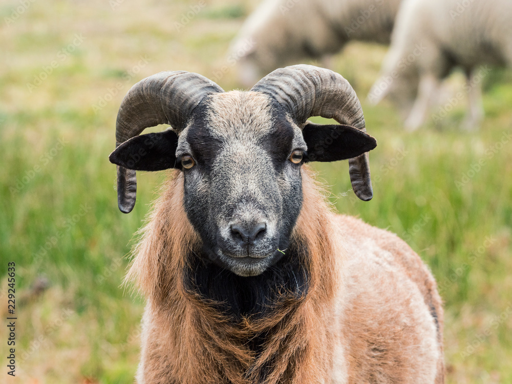 Fototapeta premium Big ram looking at you close up and sheep on a meadow