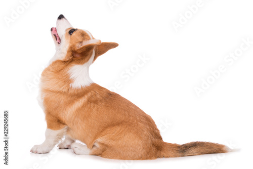 Fototapeta Naklejka Na Ścianę i Meble -  Welsh corgi isolated on white background