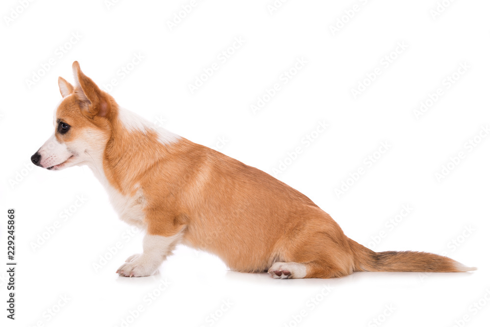 Welsh corgi isolated on white background Welsh corgi isolated on white background