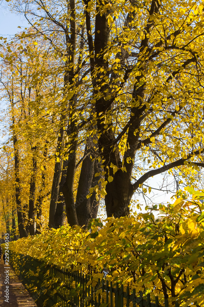 linden alley in historical park (Summer Garden) in St. Petersburg with colorful trees and sunlight