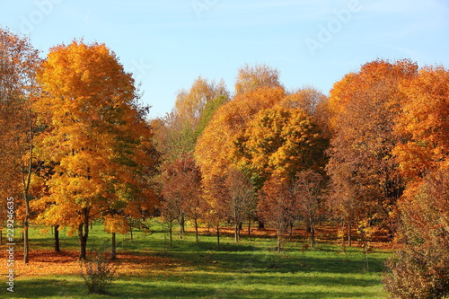 European Golden autumn in the Park-yellowed trees with falling leaves on the green lawn. Indian summer, beautiful natural landscape