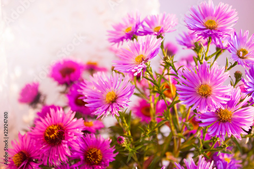 Aster perennis pink and purple. Solar flowers