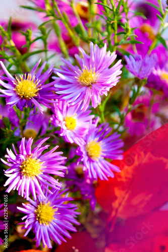Aster perennis. Bright colors of autumn