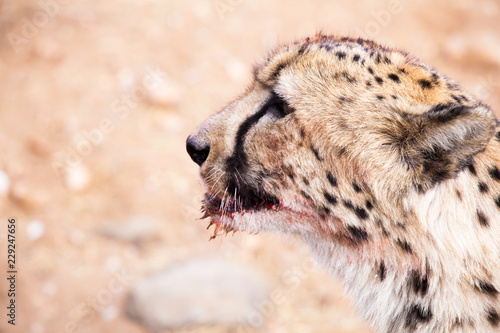 Wild  but not very hungry cheetah, Namibia, Africa © AnyaNewrcha