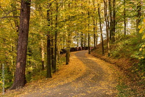 Fototapeta Naklejka Na Ścianę i Meble -  Amazing golden autumn colors in the forest path track. Autumn Collection. Autumn forest scenery with warm light illumining the gold foliage and a footpath leading into the scene