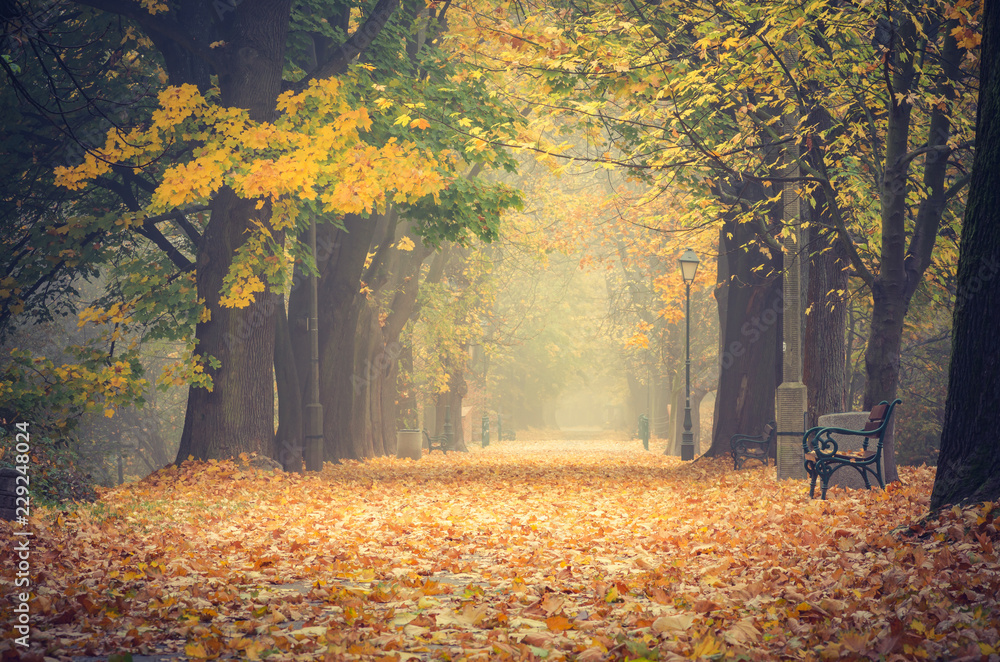 Autumn colorful tree alley in the park on a foggy day in Krakow, Poland