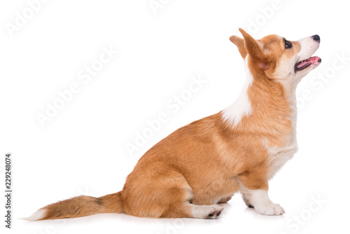 Welsh corgi dog isolated on white background