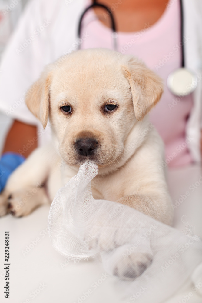 Cute labrador puppy dog portrait at the veterinary doctor office