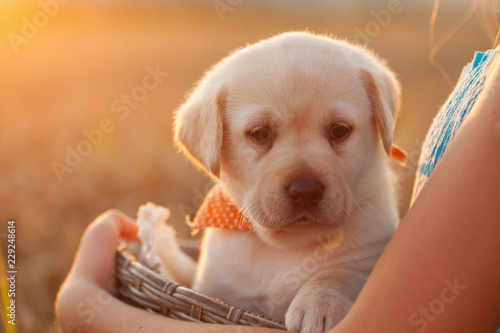 Fototapeta Naklejka Na Ścianę i Meble -  Cute young labrador puppy dog in a basket held by owner hands