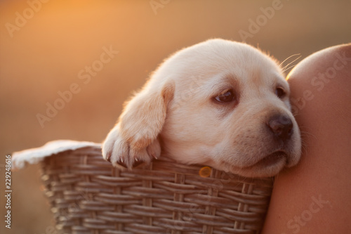 Adorable labrador puppy dog in a basket leaning against the shoulder of her owner