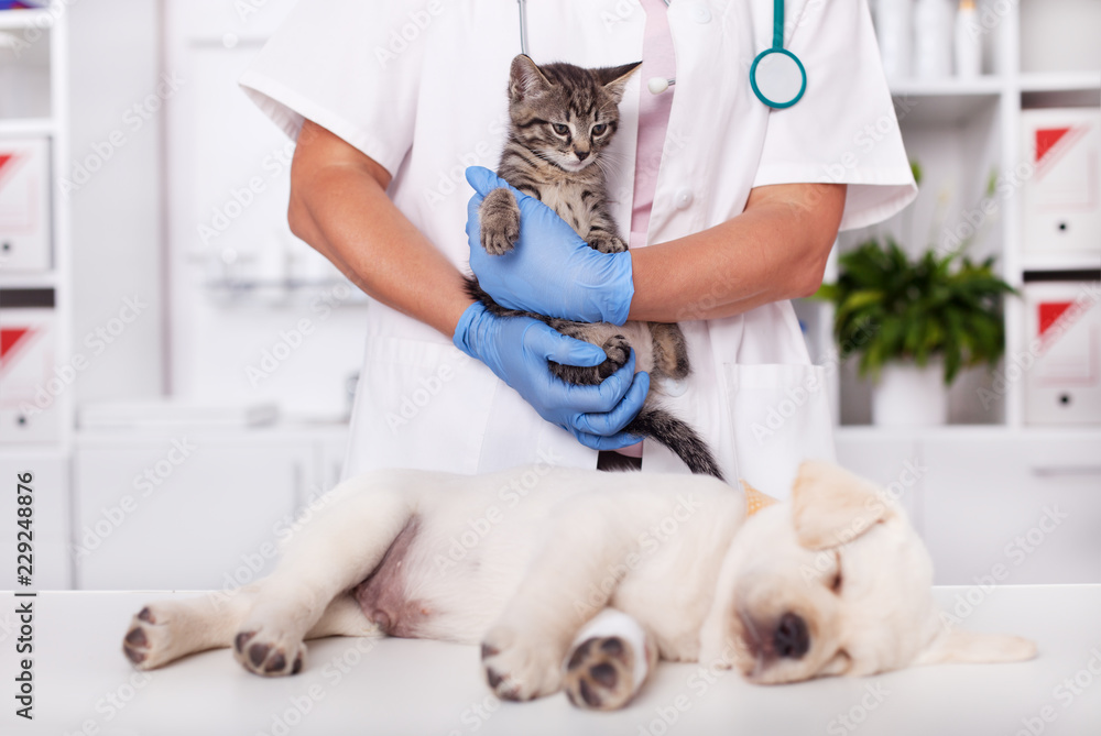 Young animals, kitten and puppy dog at the veterinary doctor