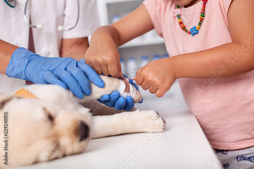 Fototapeta Naklejka Na Ścianę i Meble -  Young owner helping veterinary care professional bandaging small puppy dog paw