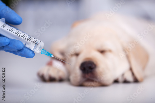 Fototapeta Naklejka Na Ścianę i Meble -  Hand holding syringe with vaccine for cute labrador puppy dog