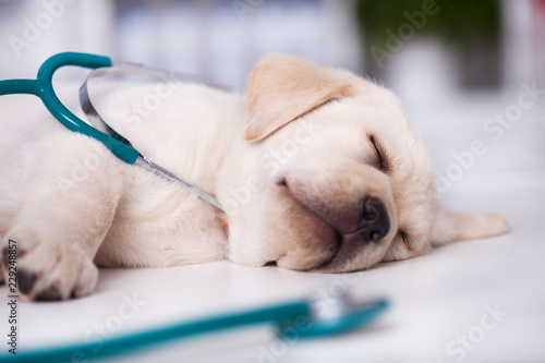 Fototapeta Naklejka Na Ścianę i Meble -  Cute labrador puppy asleep during examination at the veterinary