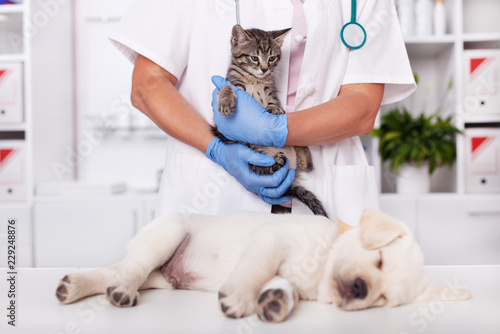 Fototapeta Naklejka Na Ścianę i Meble -  Young animals, kitten and puppy dog at the veterinary doctor