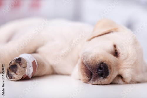 Cute labrador puppy dog with injured leg sleeping © Ilike
