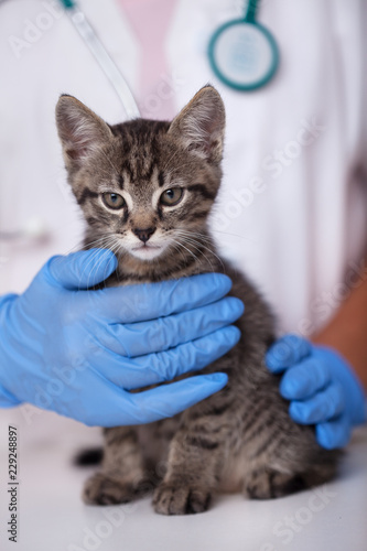 Fototapeta Naklejka Na Ścianę i Meble -  Small kitten at the veterinary doctor about to be examined