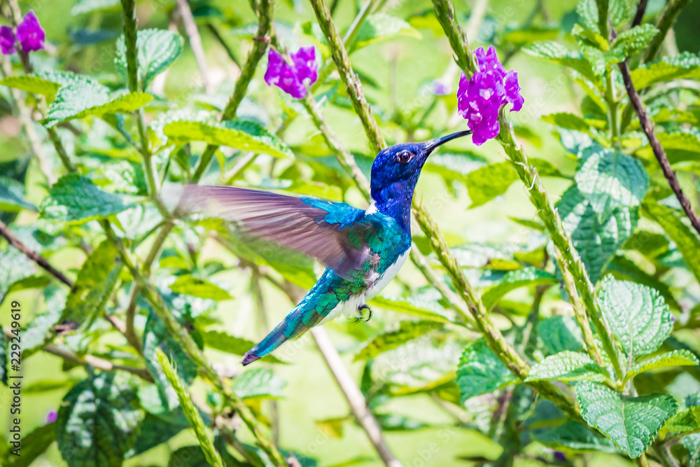 humming bird on flower humming bird on flower