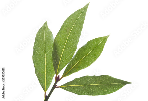 bay leaves on white background