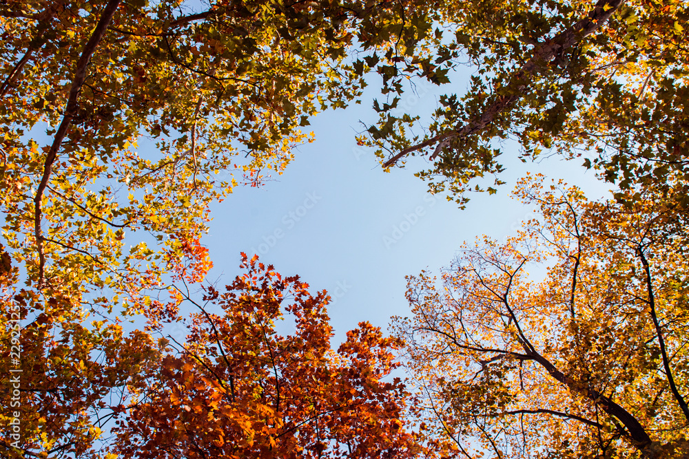 Colorful Autumn Frame Colorful Autumn Frame