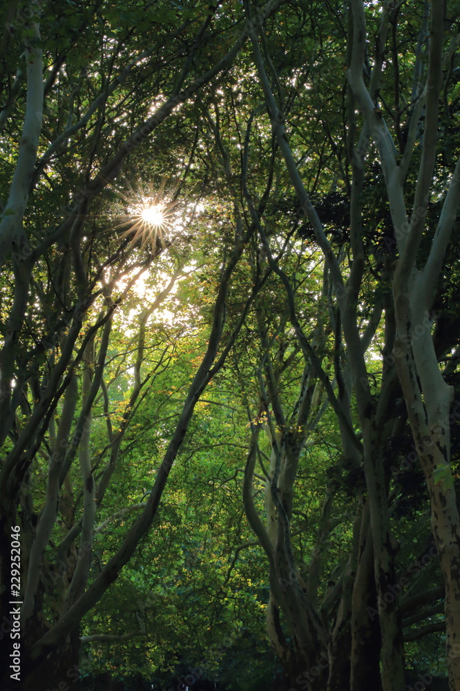 Sun shines through treetops, recreation Sun shines through treetops, recreation