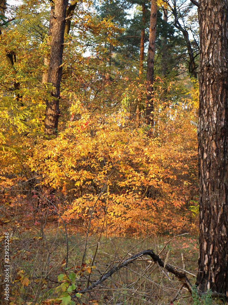 Obraz premium OLYMPUS DIGITAL CAMERA