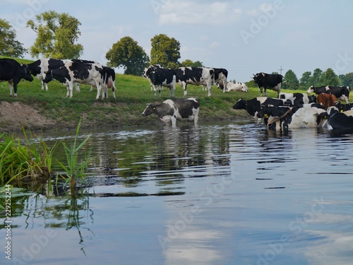 Fototapeta Naklejka Na Ścianę i Meble -  Kuhherde badet in der Krutyna