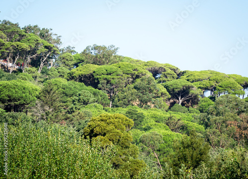 A beautiful day in forest in Rmilate forest in summer