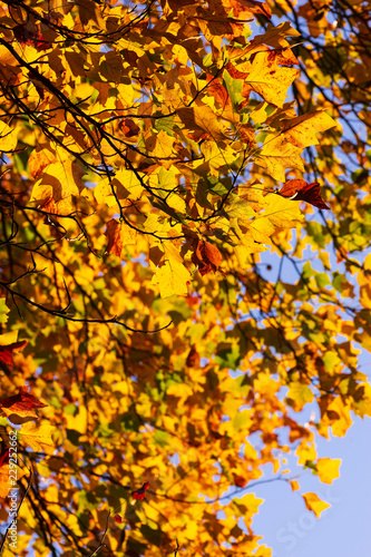 yellow autumn leaves hanging from tree