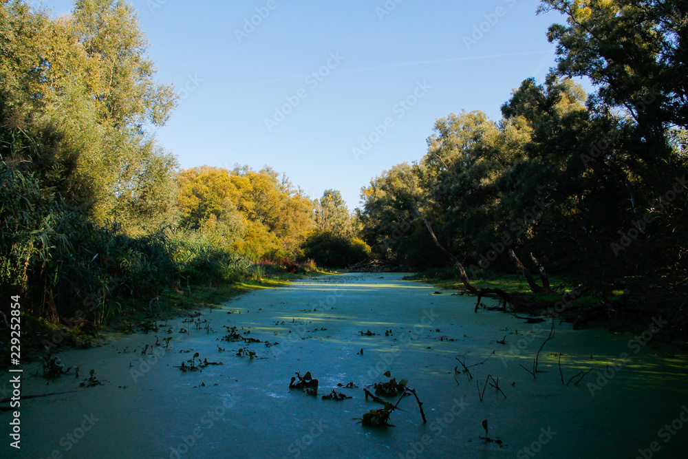 Fototapeta premium Etang avec une surface vert dans les bois