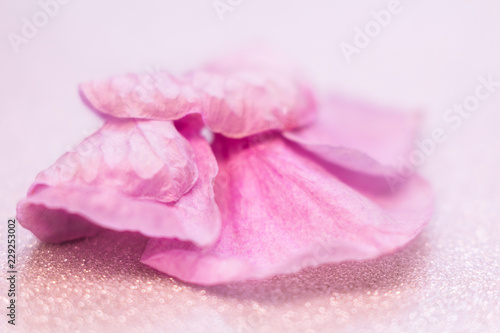 Extreme macro shot of blurred petals of beautiful pink flowers. Background covered with sparkling dew. Very shallow DOF, selective soft focus as a magic flower concept.