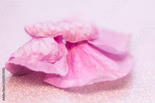 Bild auf Leinwand Extreme macro shot of blurred petals of beautiful pink flowers