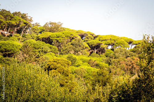 A beautiful day in forest in Rmilate forest in summer